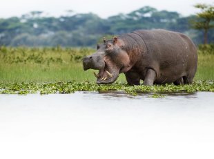 Hroch na břehu jezera Naivasha