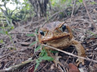 Místní žába nebyla z našeho focení nadšená